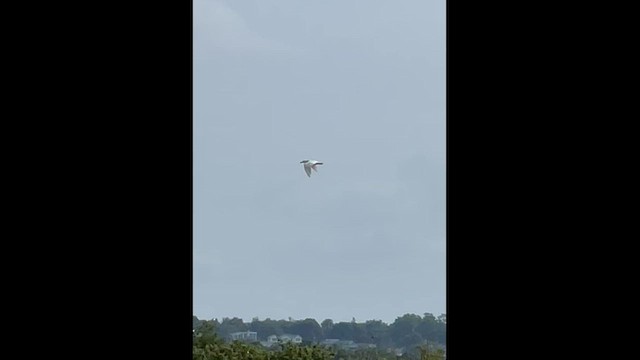 Glaucous Gull - ML589291161