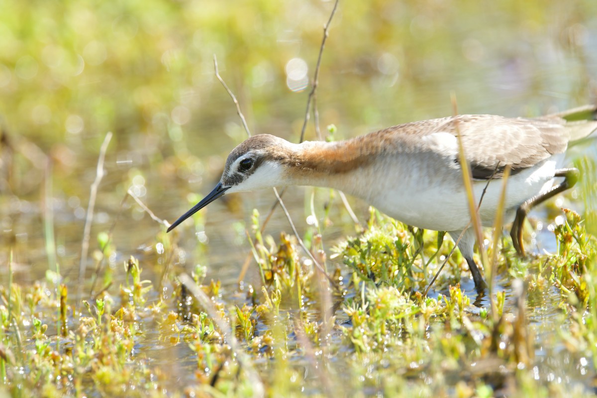 Wilson's Phalarope - Kathryn Keith