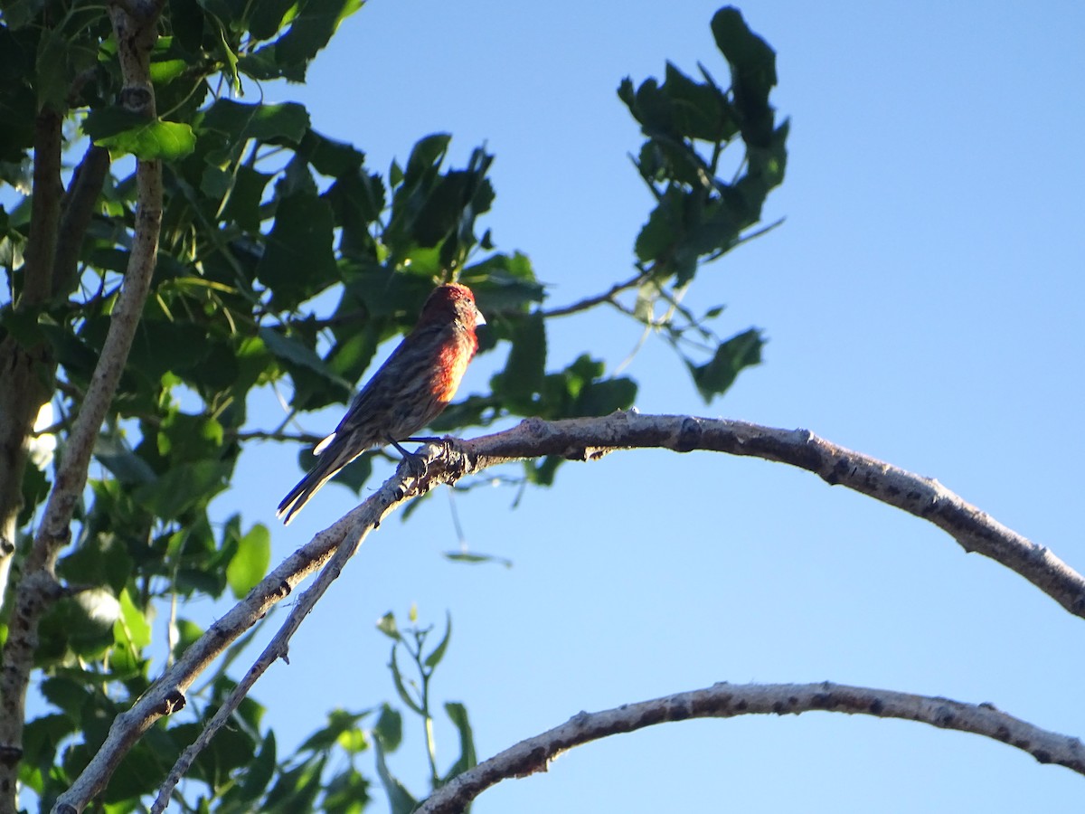 House Finch - Robert Solomon