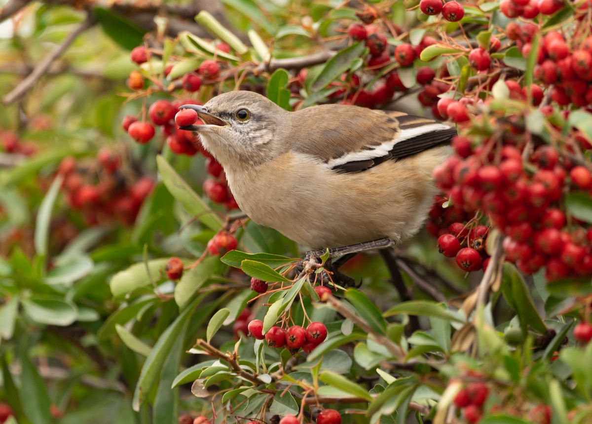 White-banded Mockingbird - Pablo Martinez Morales