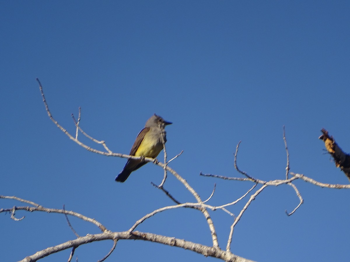 Western Kingbird - ML589293511