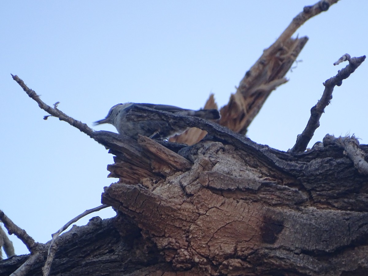White-breasted Nuthatch - ML589293681