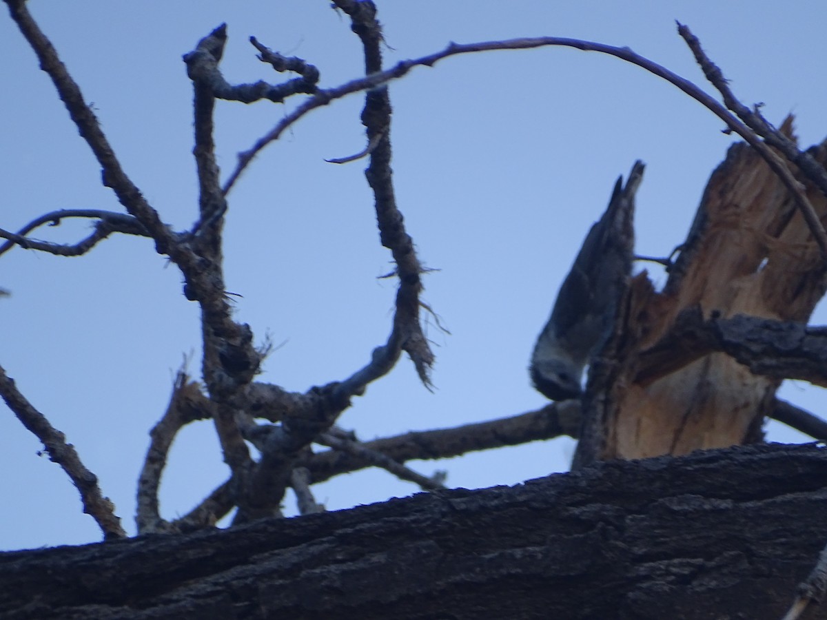 White-breasted Nuthatch - ML589293711