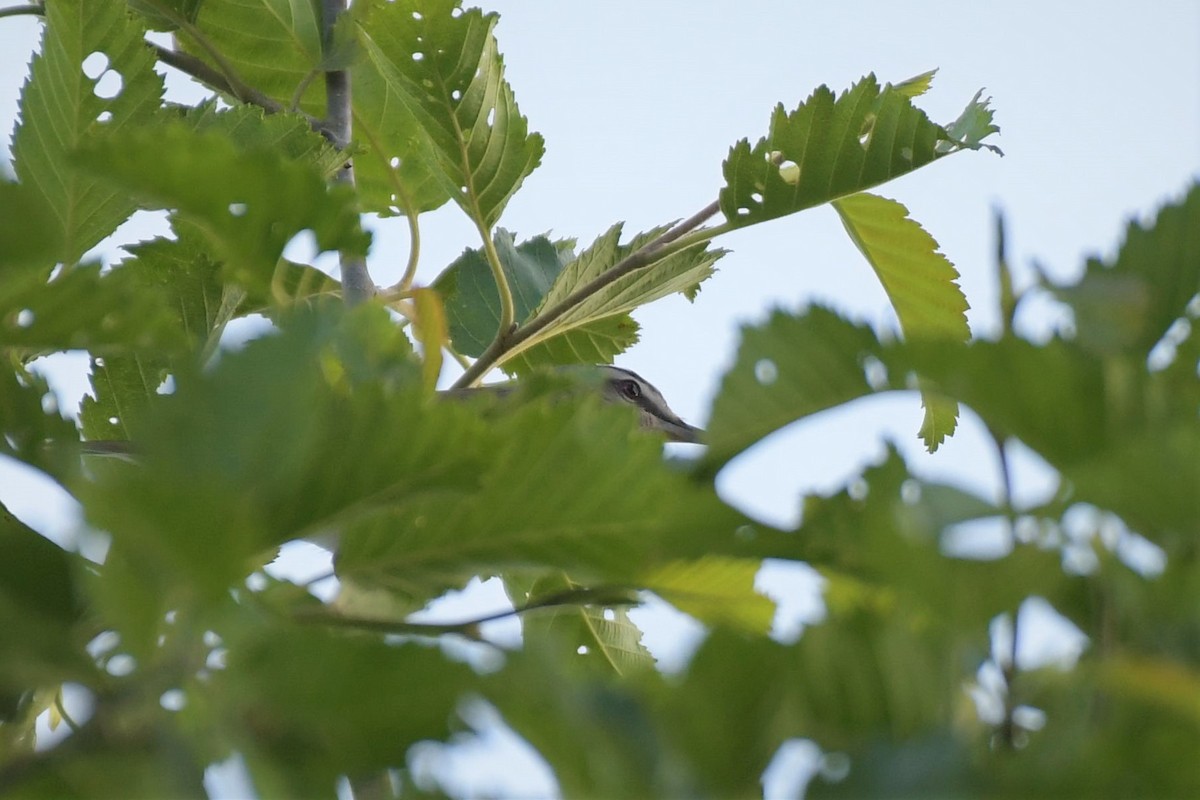 Red-eyed Vireo - ML589294551