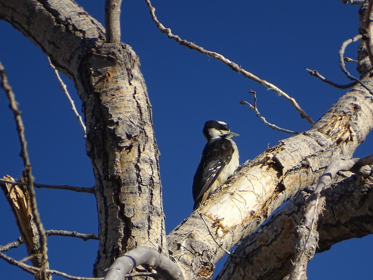 Hairy Woodpecker - ML589294591