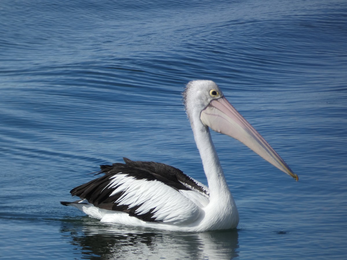 pelikán australský - ML589294671