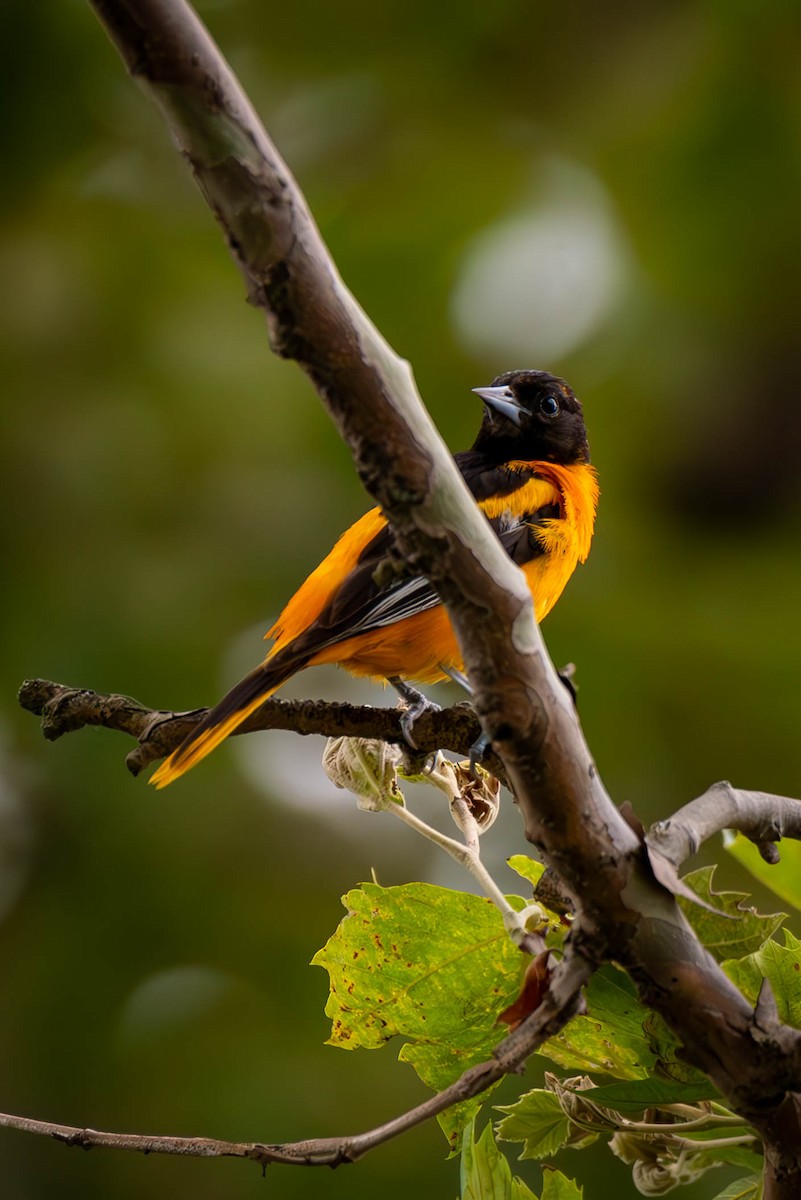 Baltimore Oriole - ML589294711