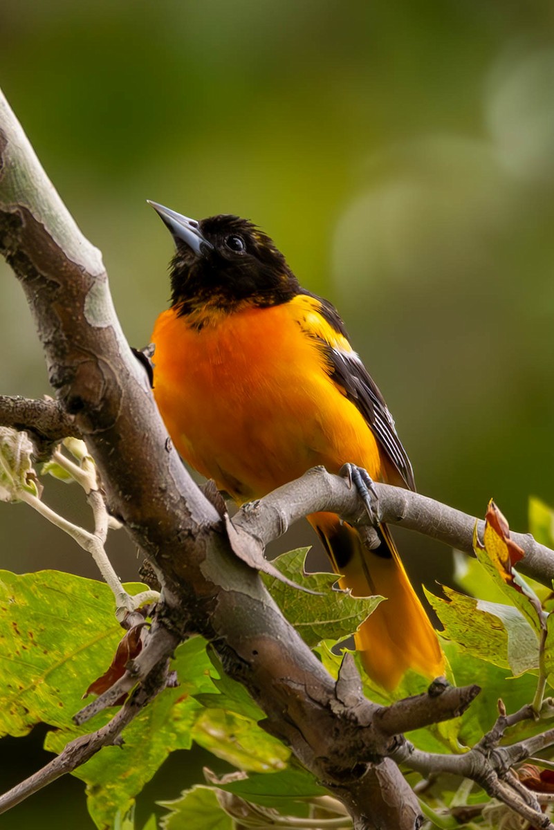 Oriole de Baltimore - ML589294721