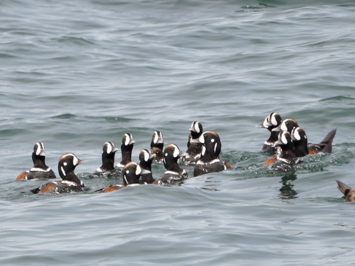 Harlequin Duck - ML589295391