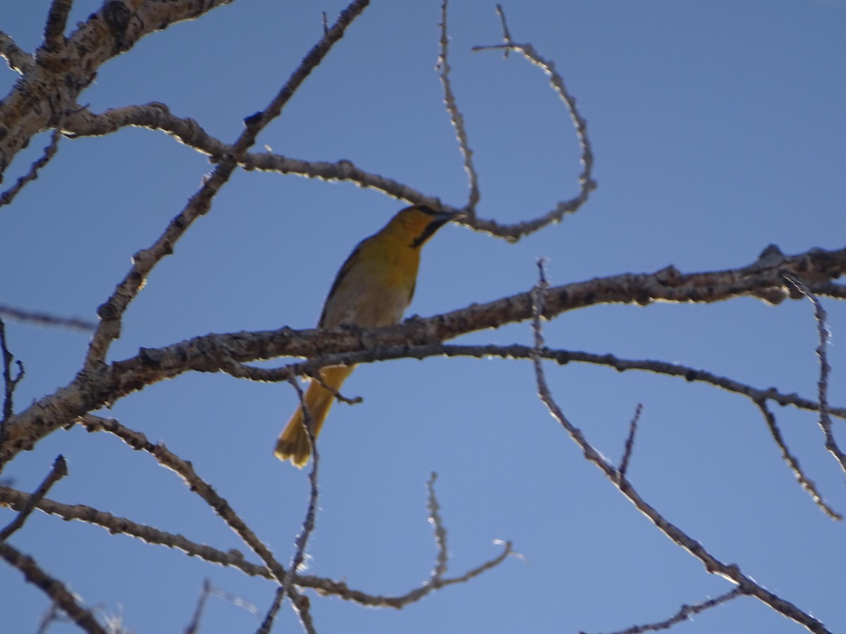 Bullock's Oriole - ML589295601