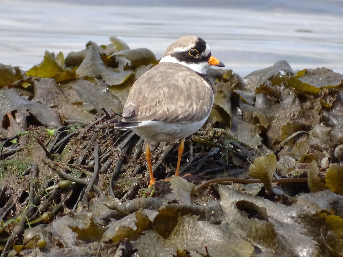 Common Ringed Plover - ML589296471
