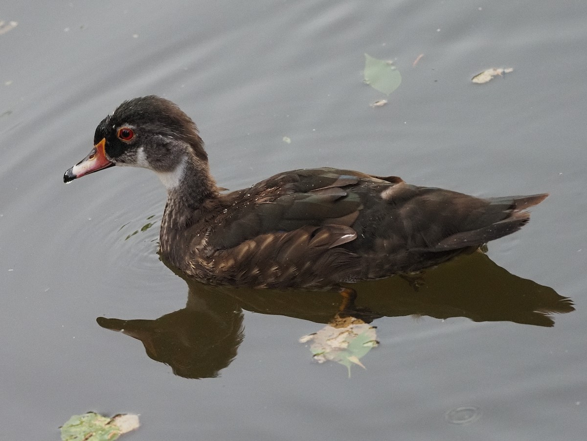 Wood Duck - ML589297991