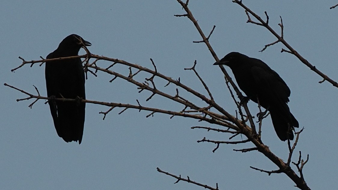 American Crow - ML589298201