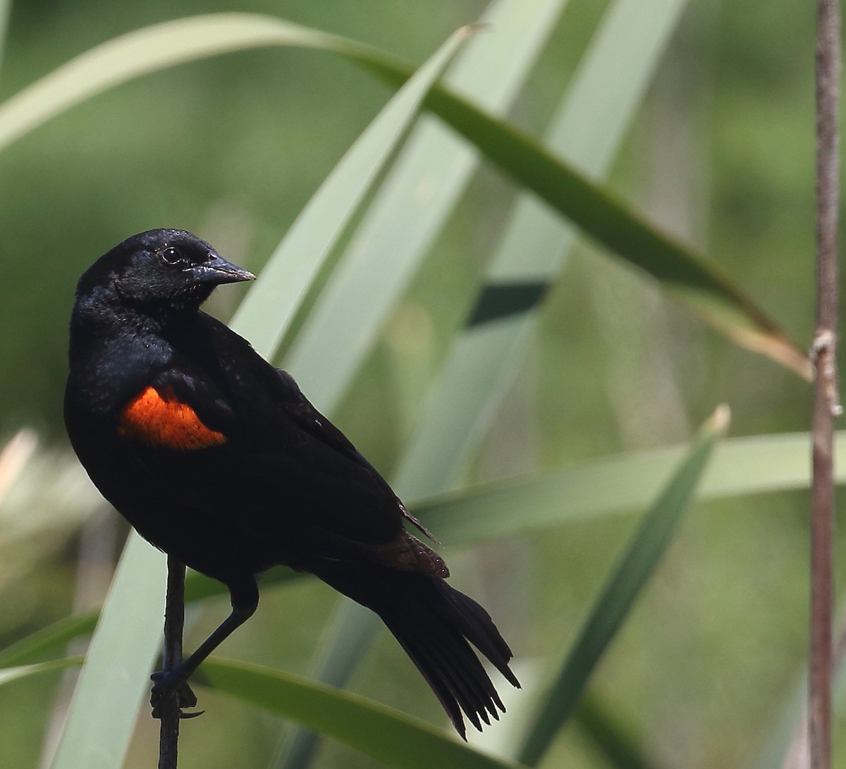 Red-winged Blackbird - ML58929871