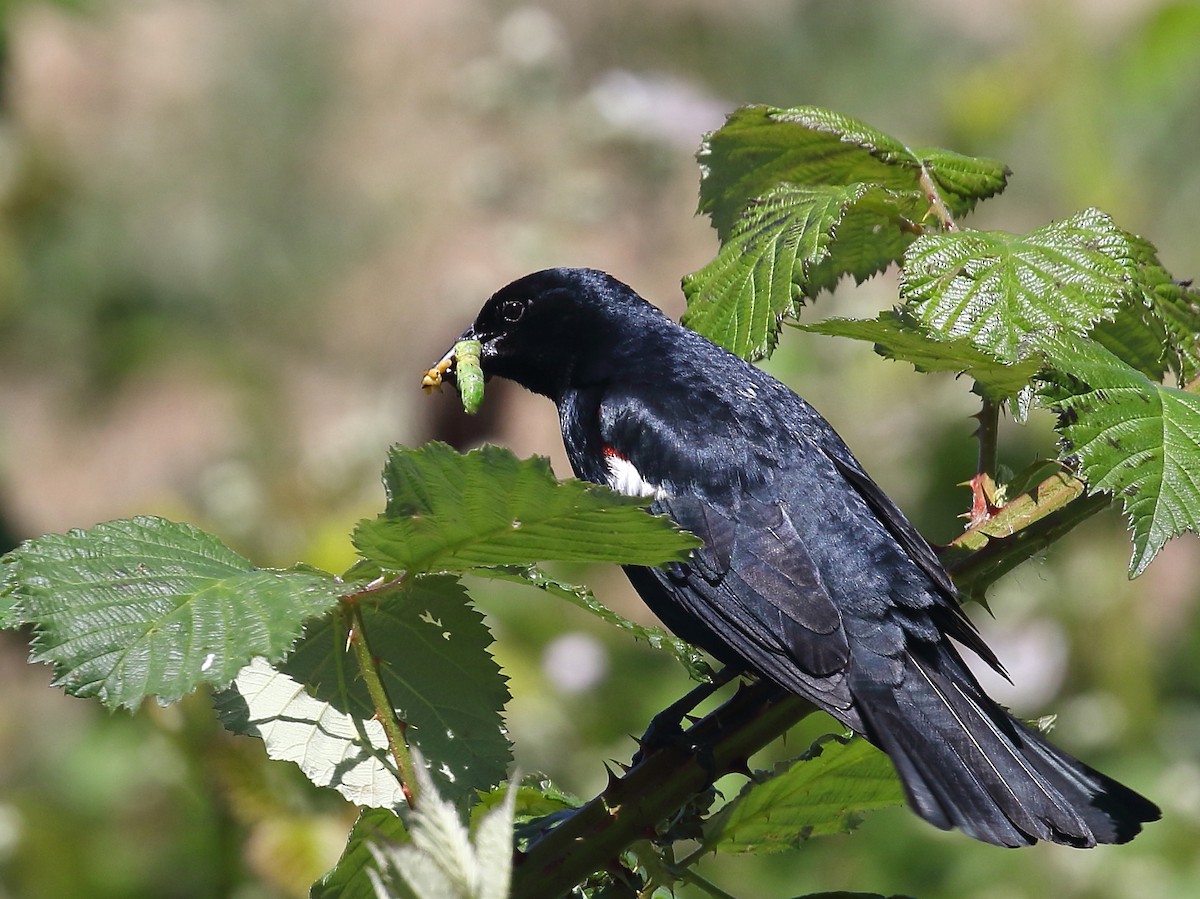 Tricolored Blackbird - ML58929911