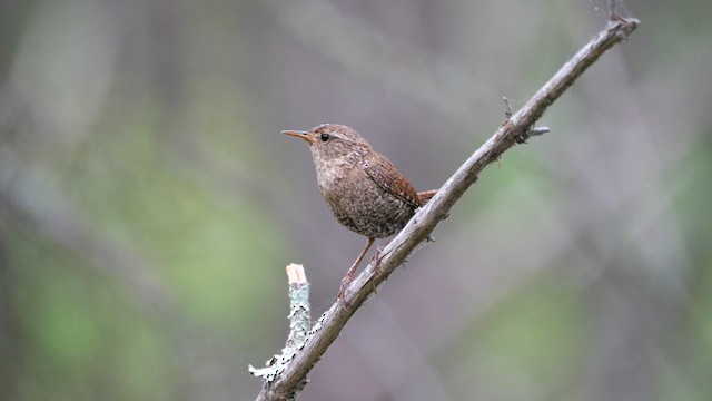 Winter Wren - ML589299231