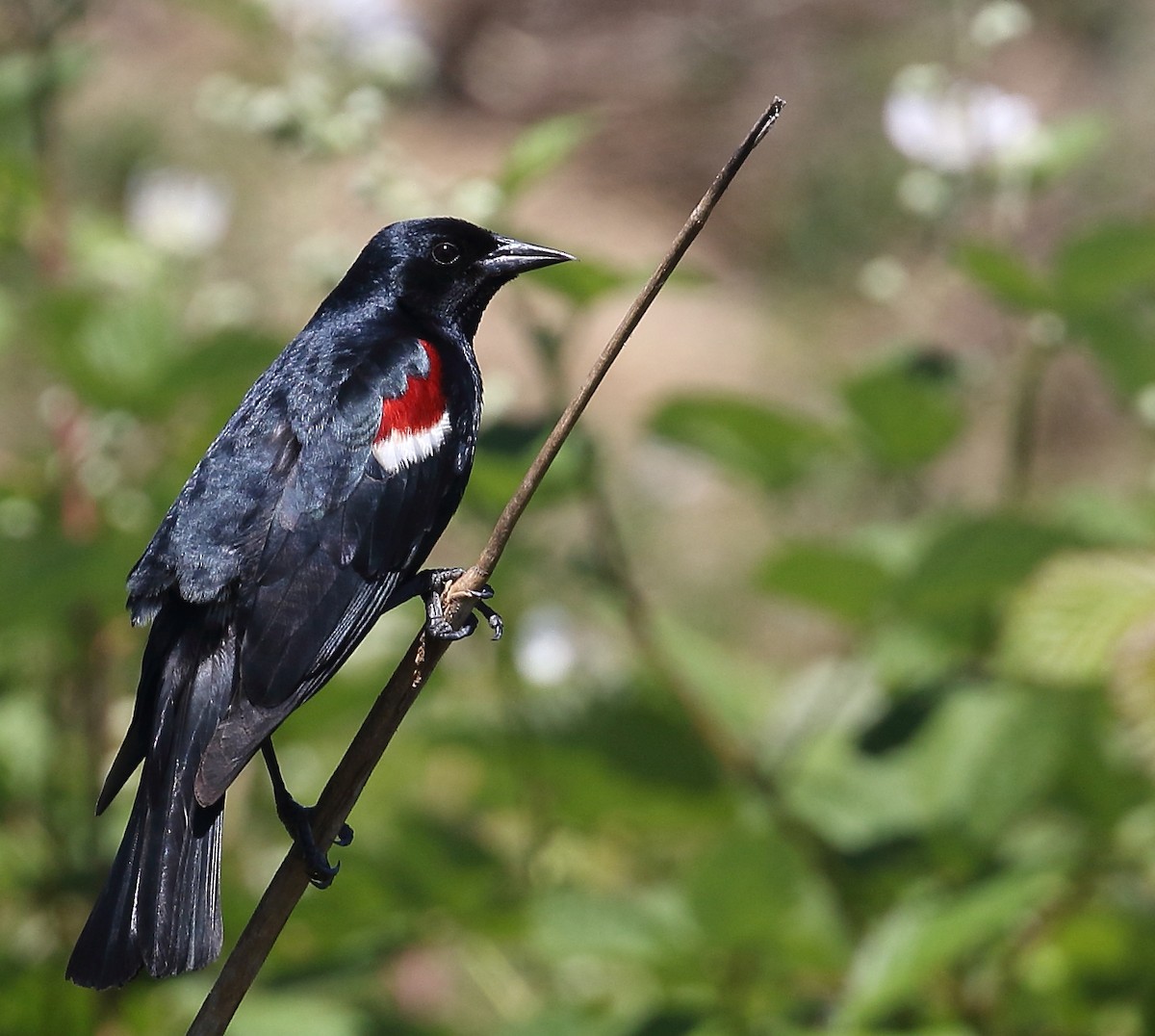 Tricolored Blackbird - ML58929951