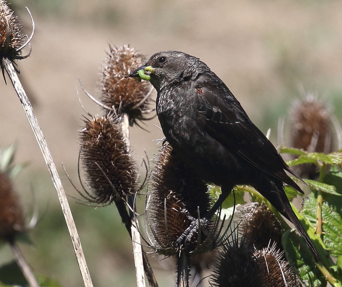 Tricolored Blackbird - ML58929961