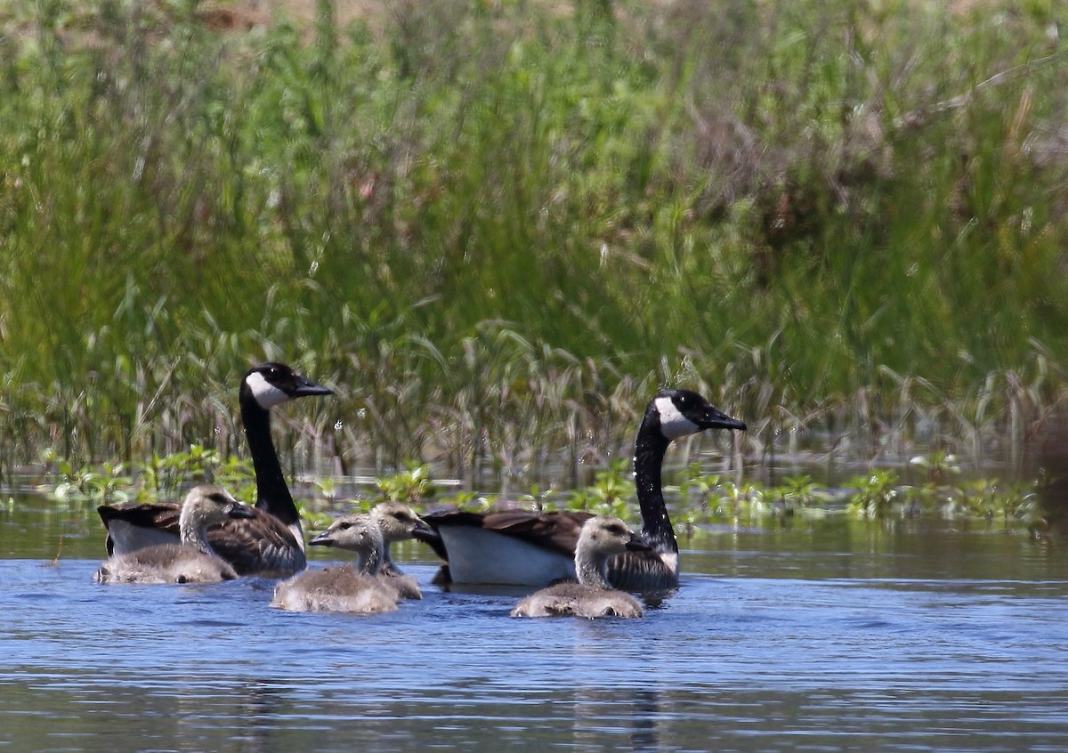 Canada Goose - ML58929981