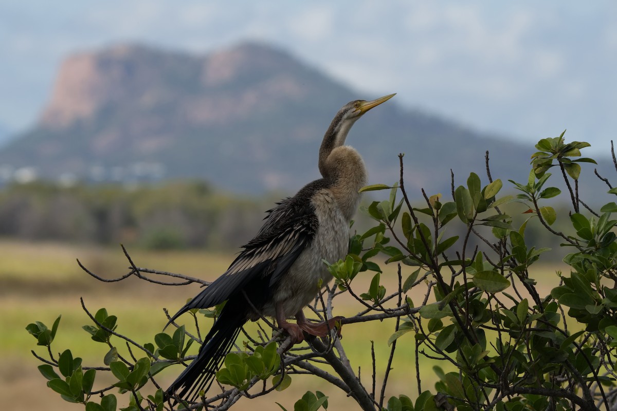 Anhinga d'Australie - ML589299941