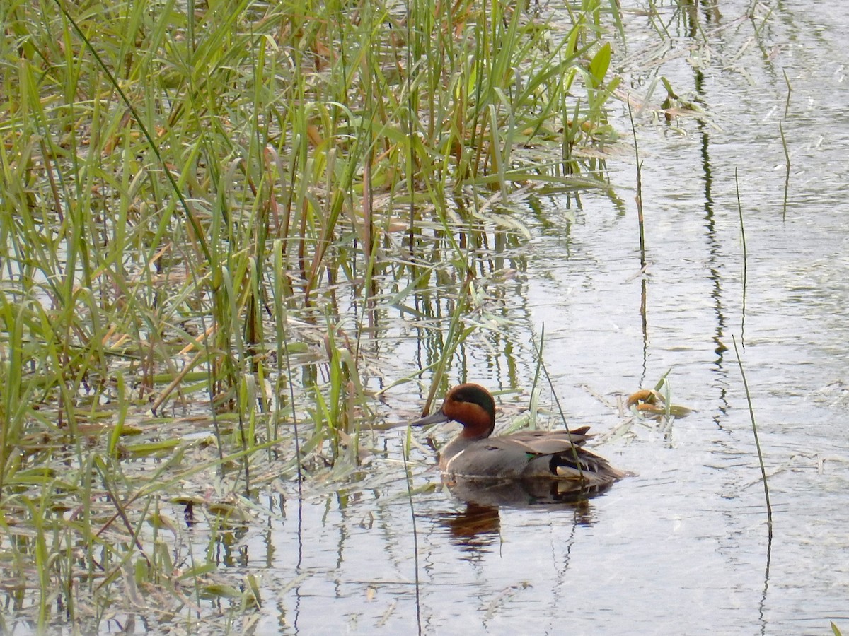 Green-winged Teal - Luc Blanchette