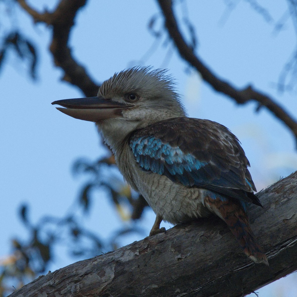 Blue-winged Kookaburra - ML589301221