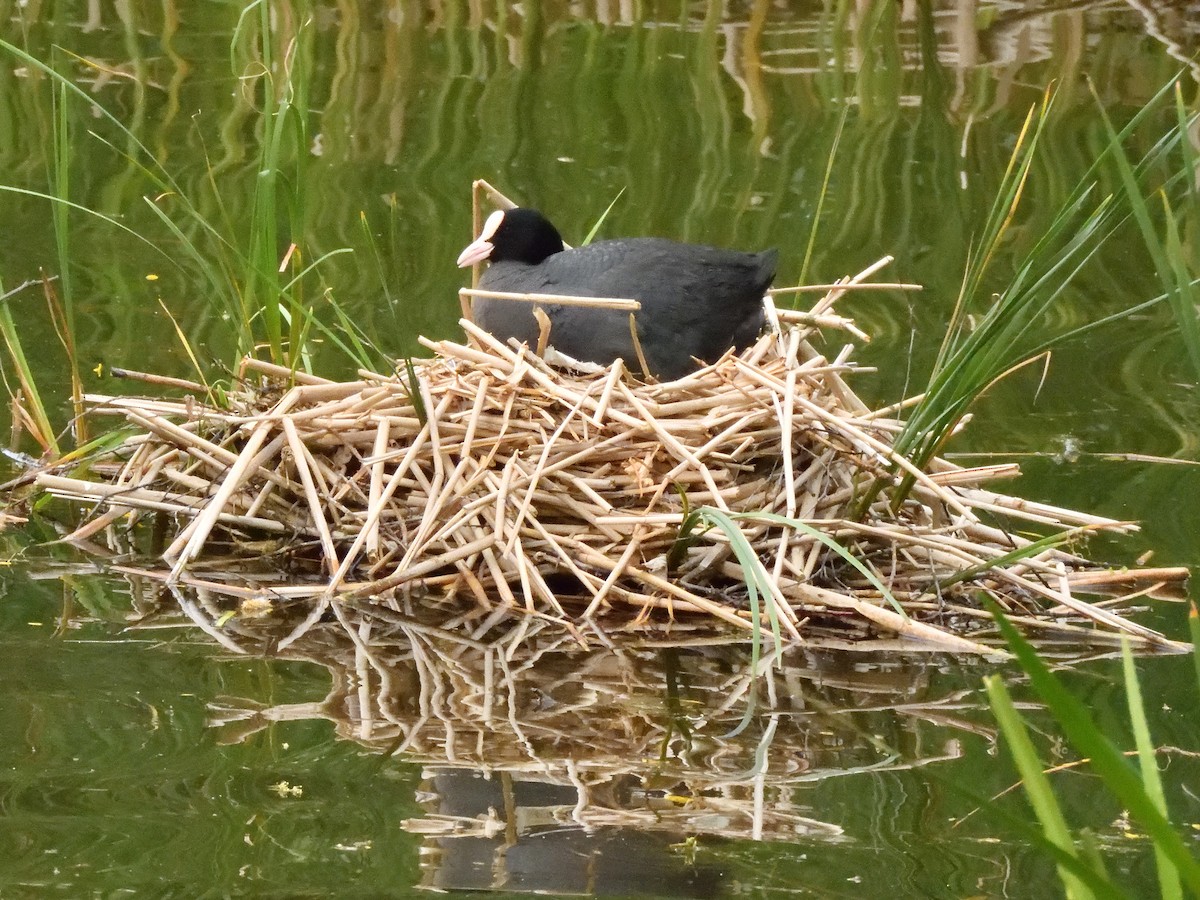 Eurasian Coot - Colin Fisher