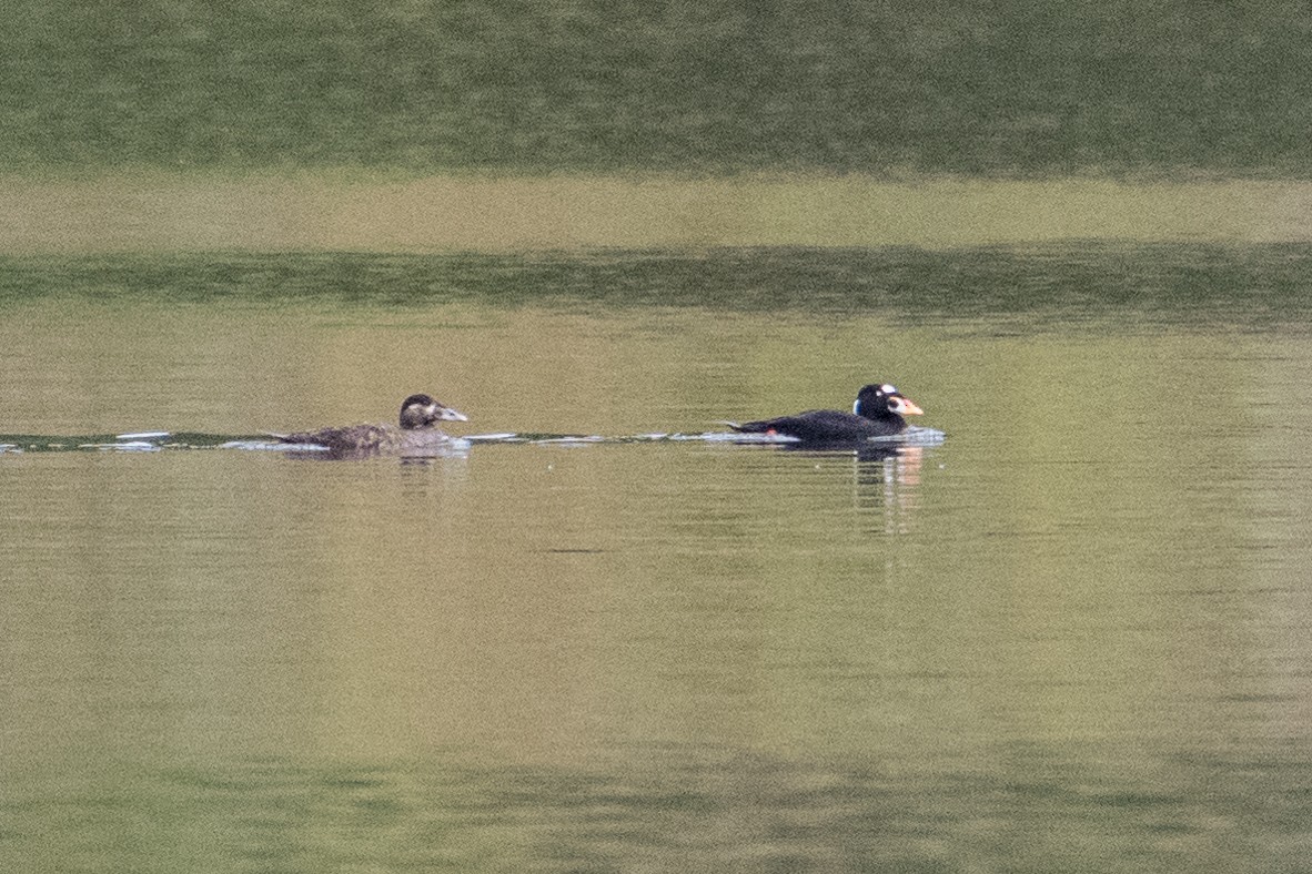 Surf Scoter - ML58930261