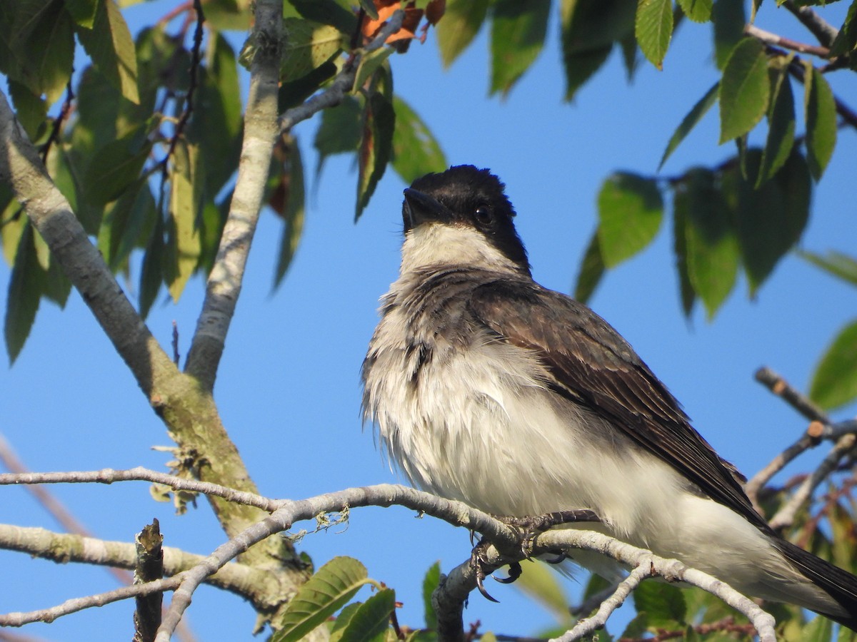 Eastern Kingbird - ML589302791