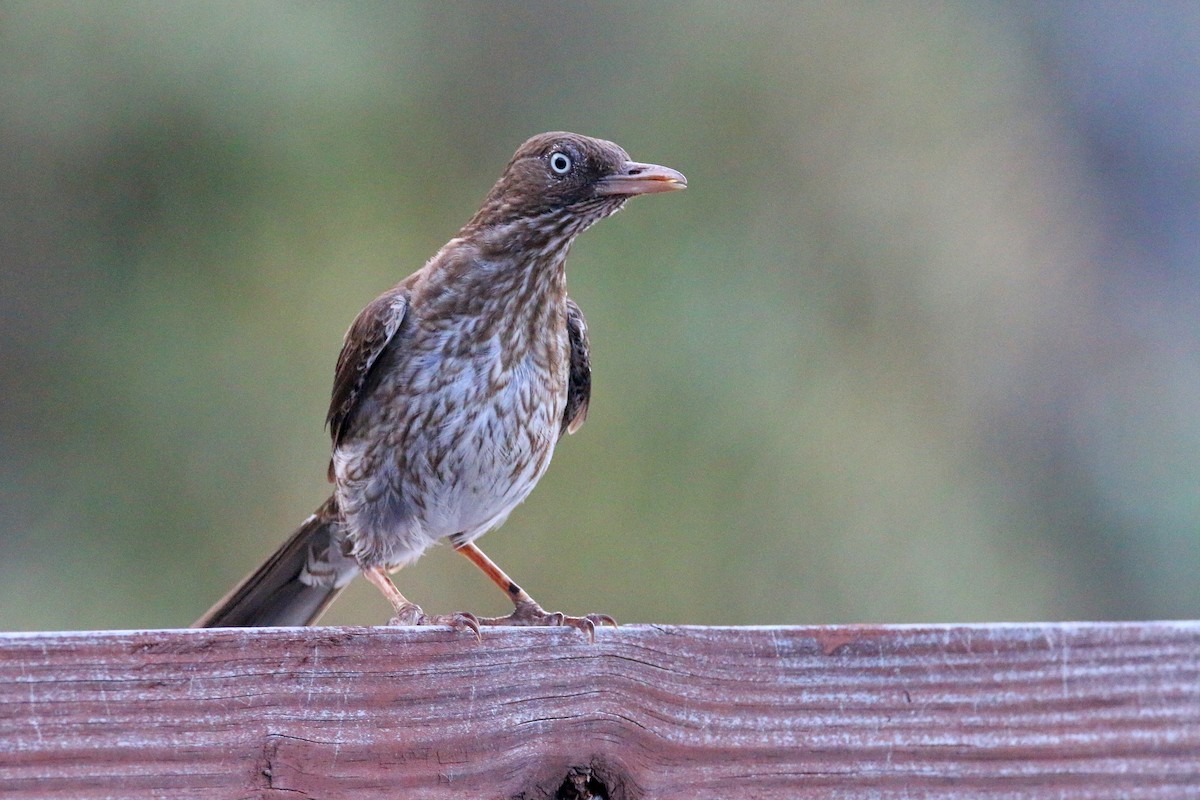 Pearly-eyed Thrasher - ML589303541