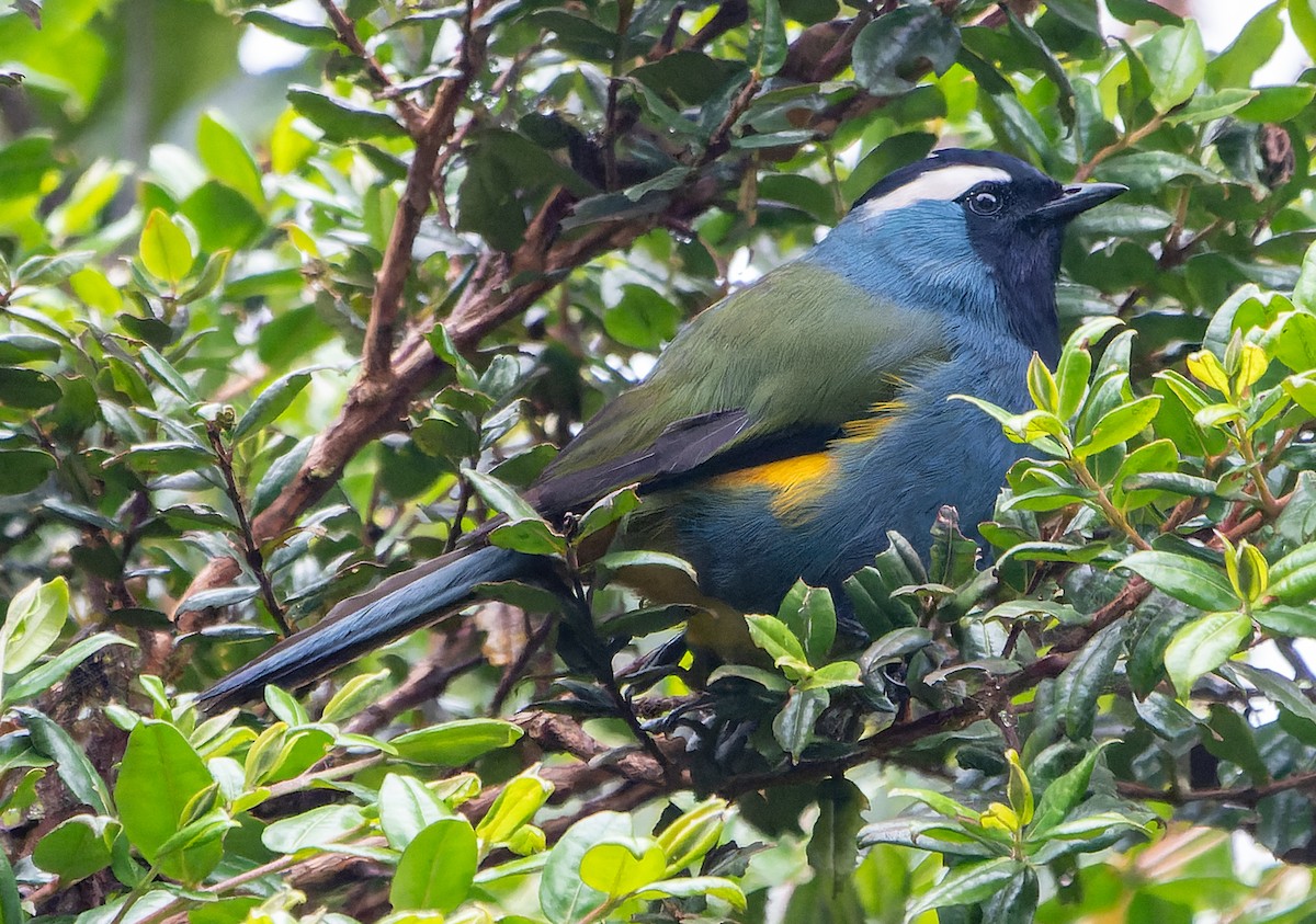 Eastern Crested Berrypecker - ML589306121