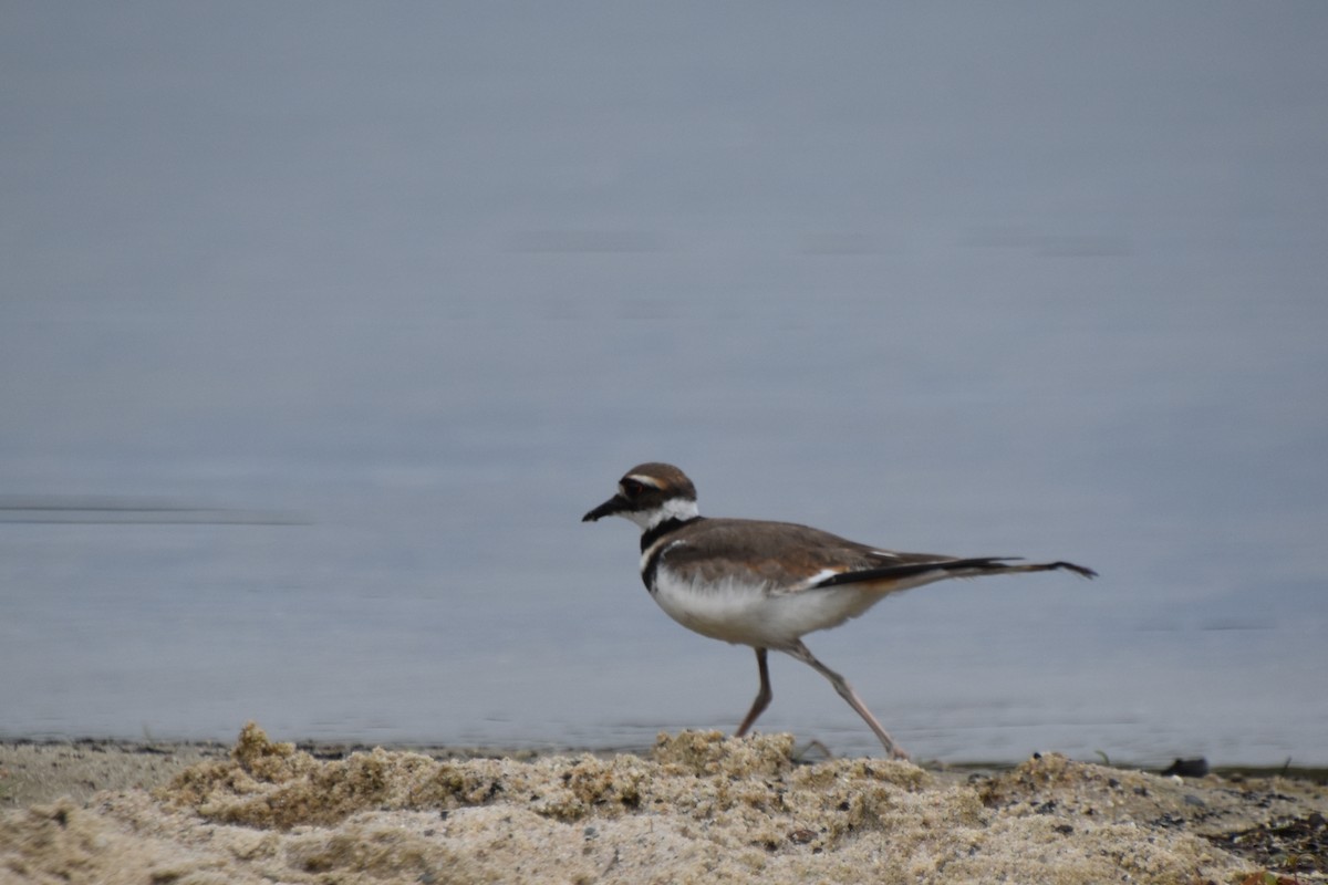 Killdeer - Valerie Burdette