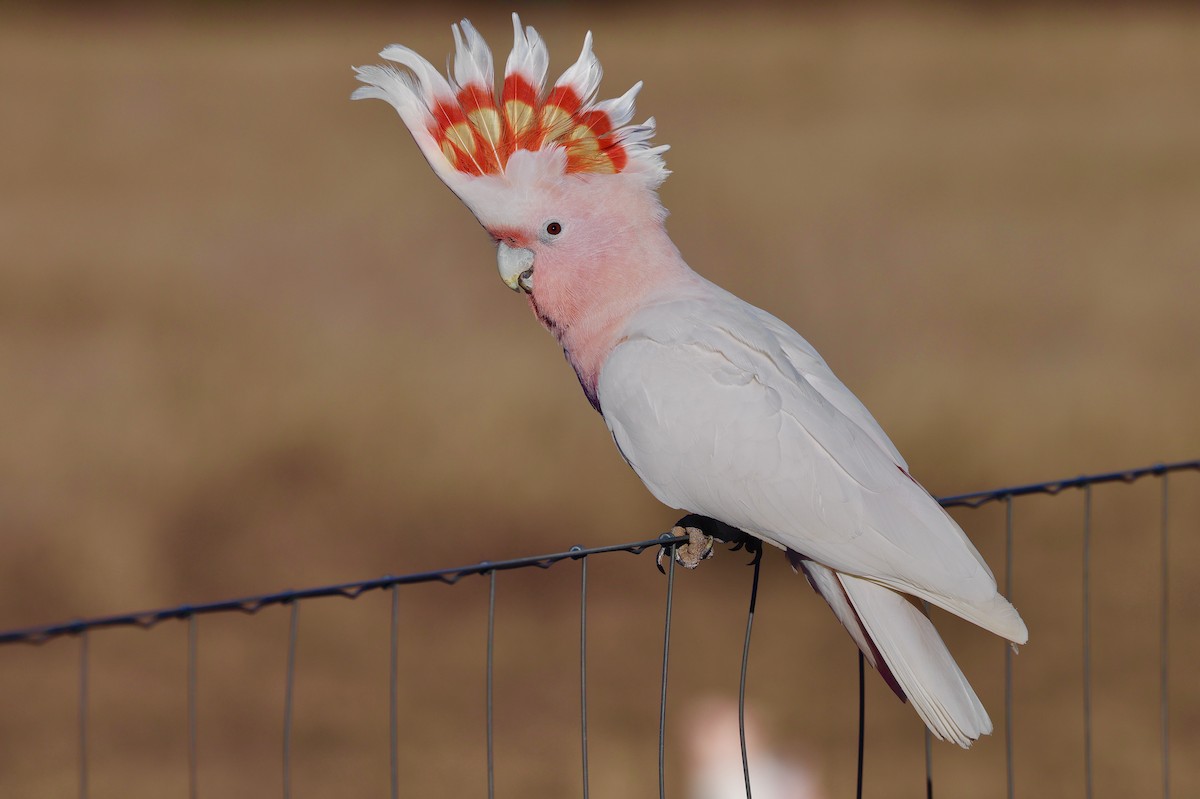Pink Cockatoo - Anonymous