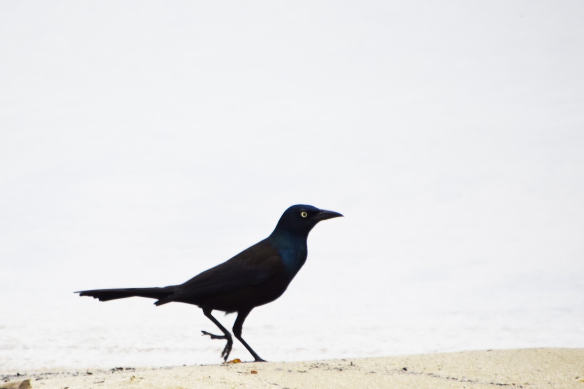 Common Grackle - Valerie Burdette