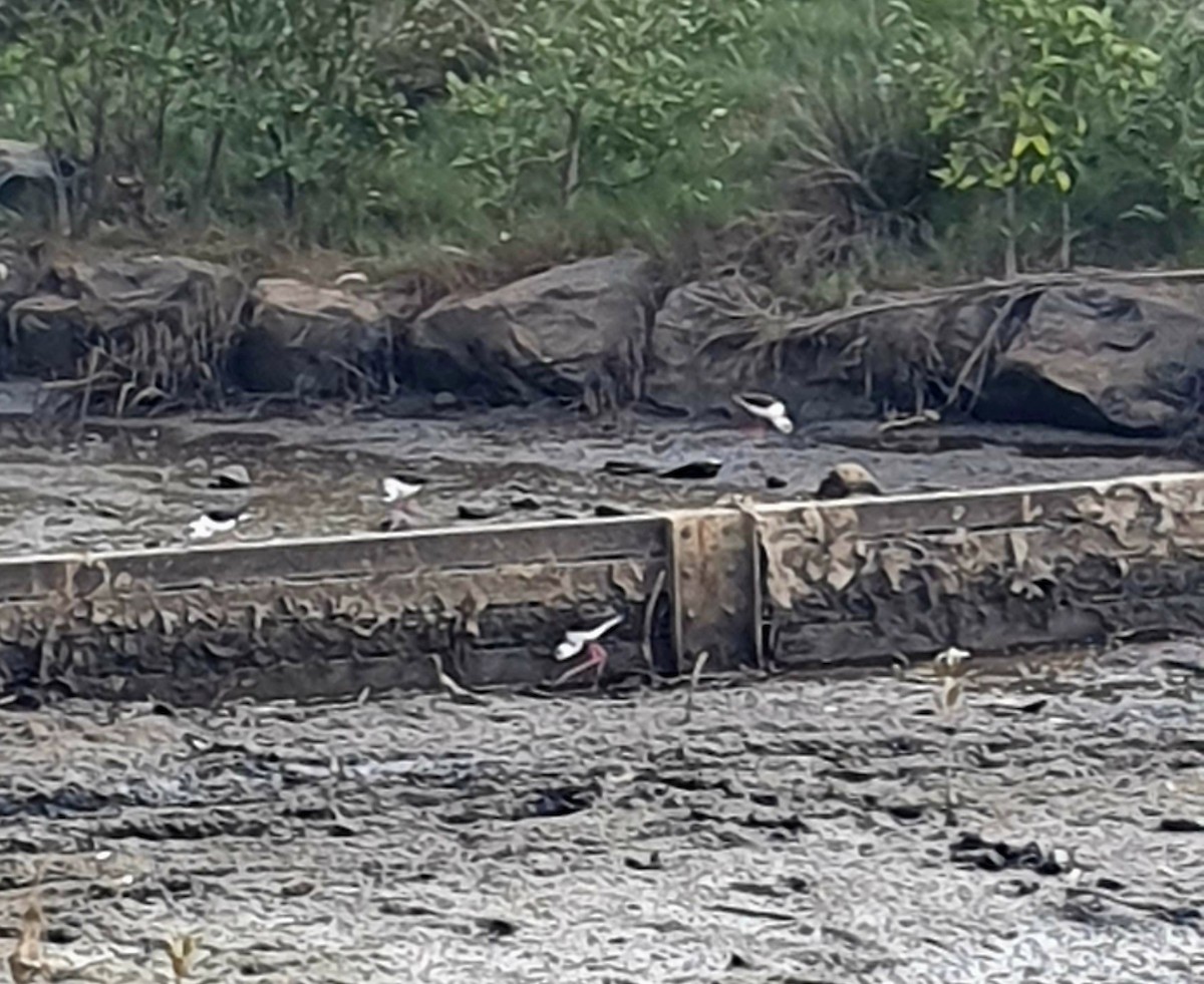 Pied Stilt - ML589307061