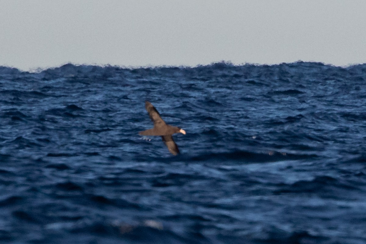 Northern Giant-Petrel - ML589308001