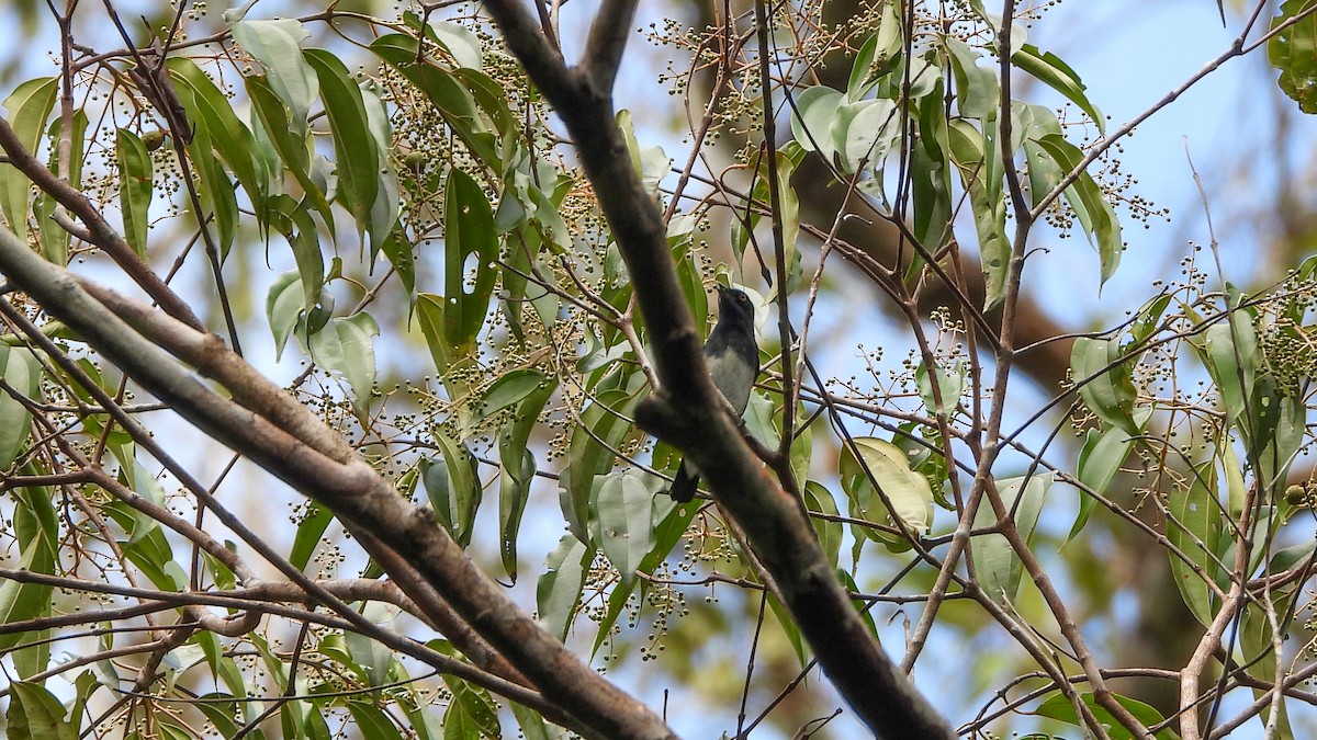 White-bellied Dacnis - ML589308221