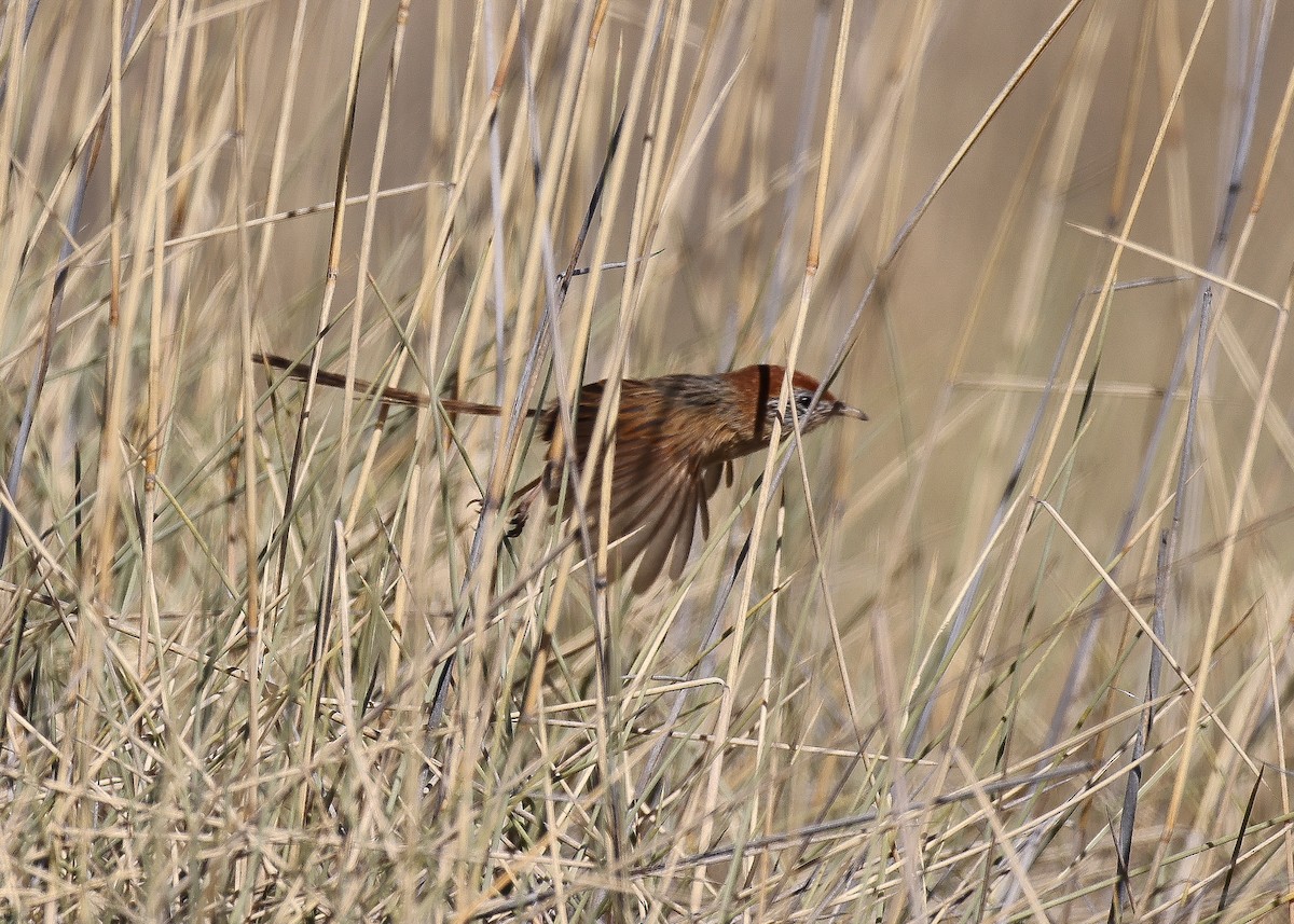 Rufous-crowned Emuwren - ML589309721