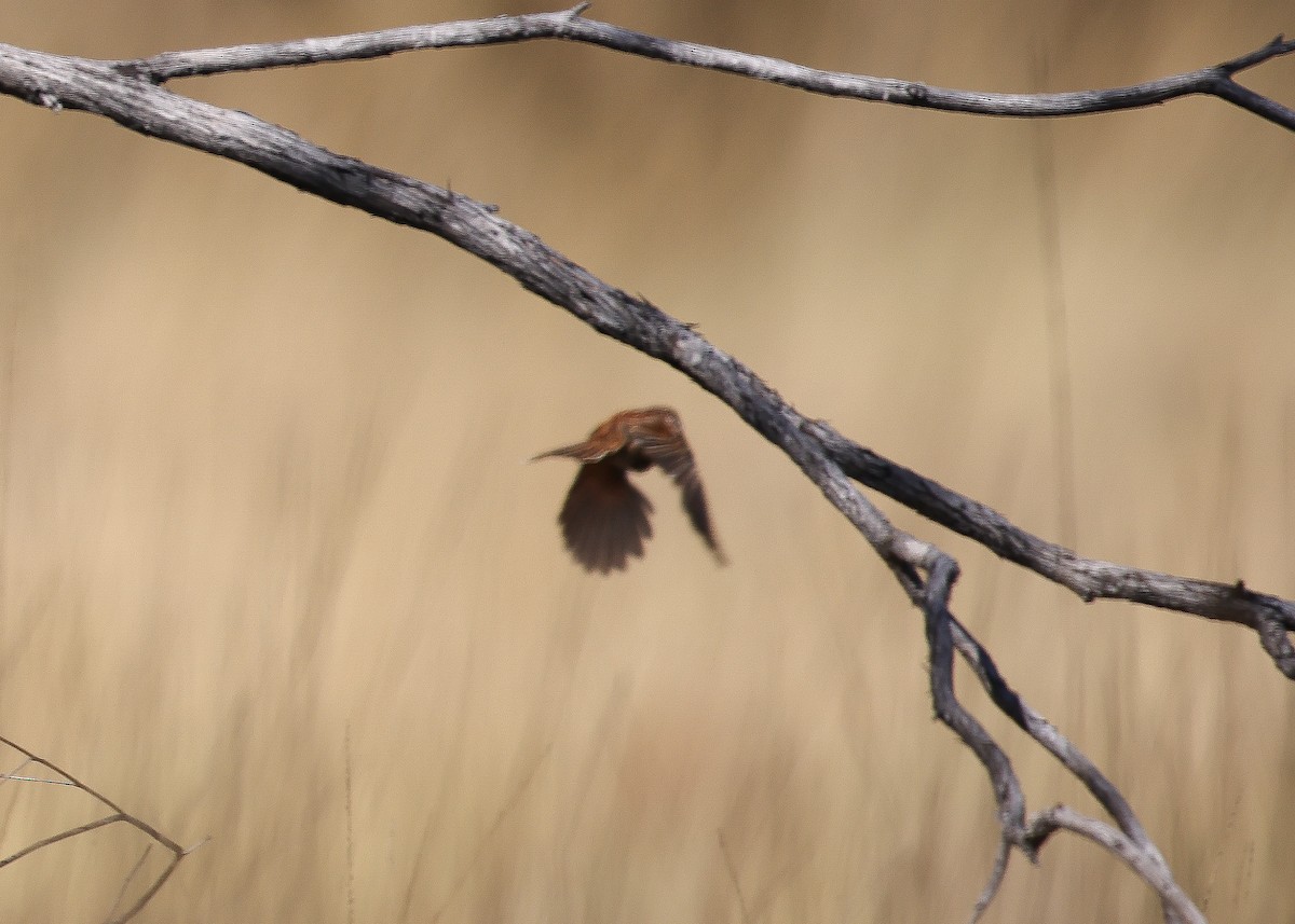 Opalton Grasswren - ML589309781