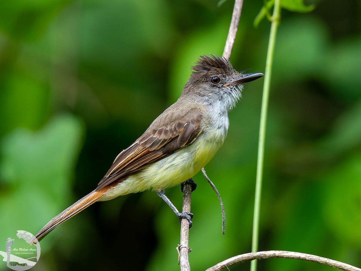 Dusky-capped Flycatcher - Alex Molina