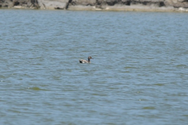 Northern Pintail - ML589311401