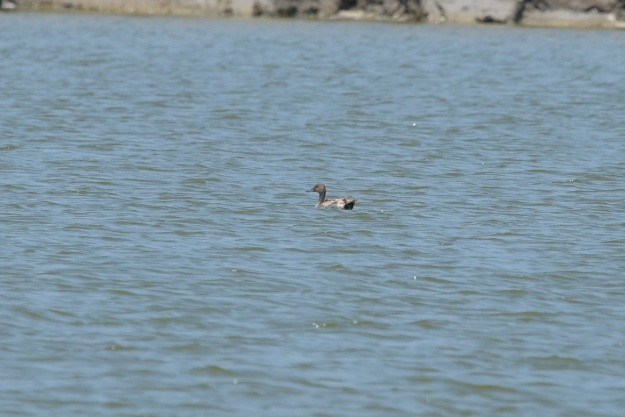 Northern Pintail - ML589311421