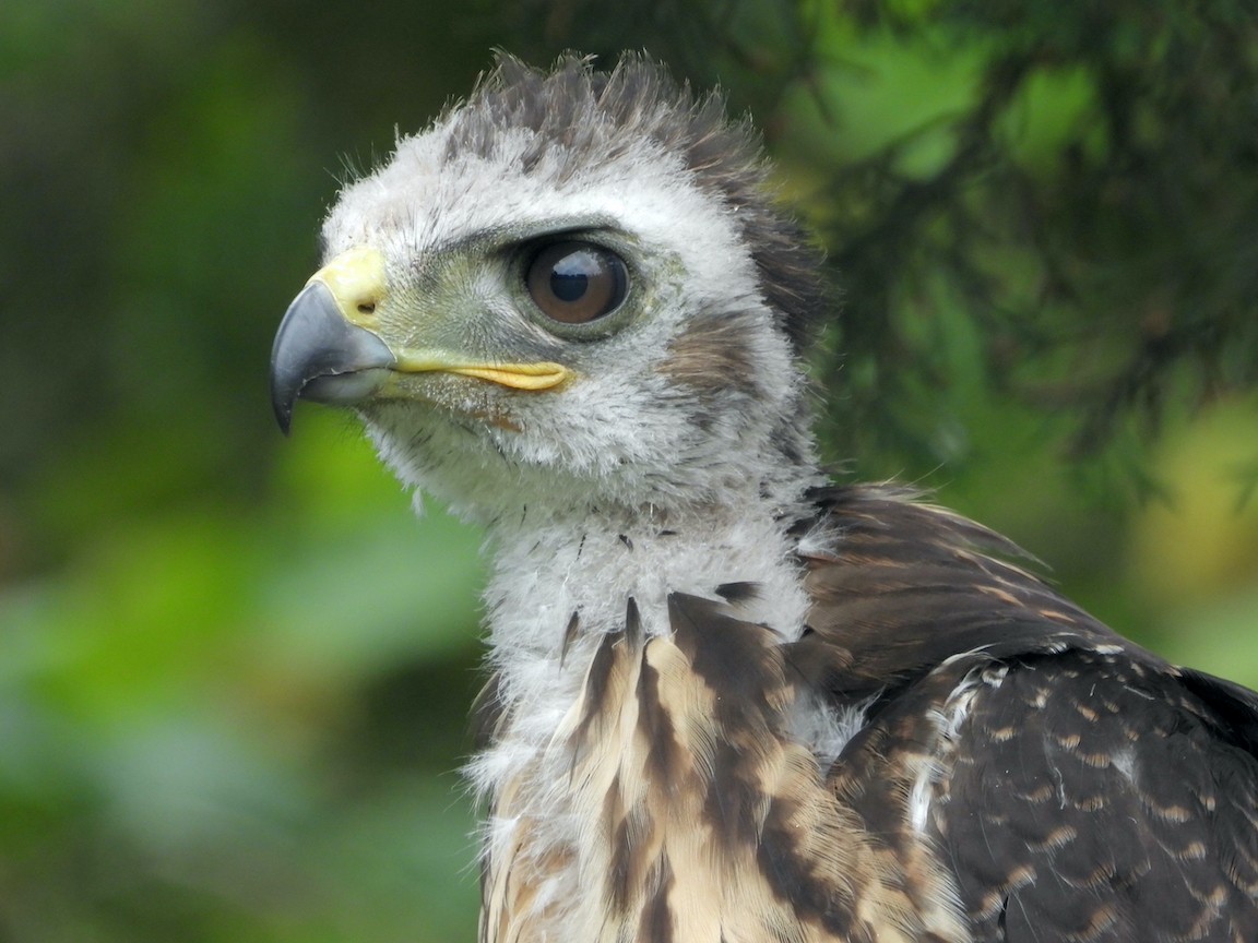 Red-tailed Hawk (calurus/alascensis) - Rudyard Wallen