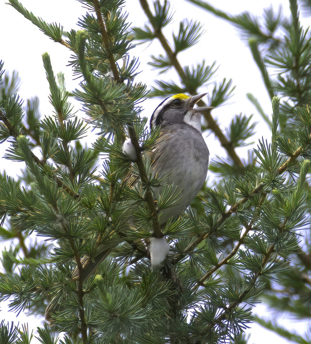 White-throated Sparrow - Sue Riffe