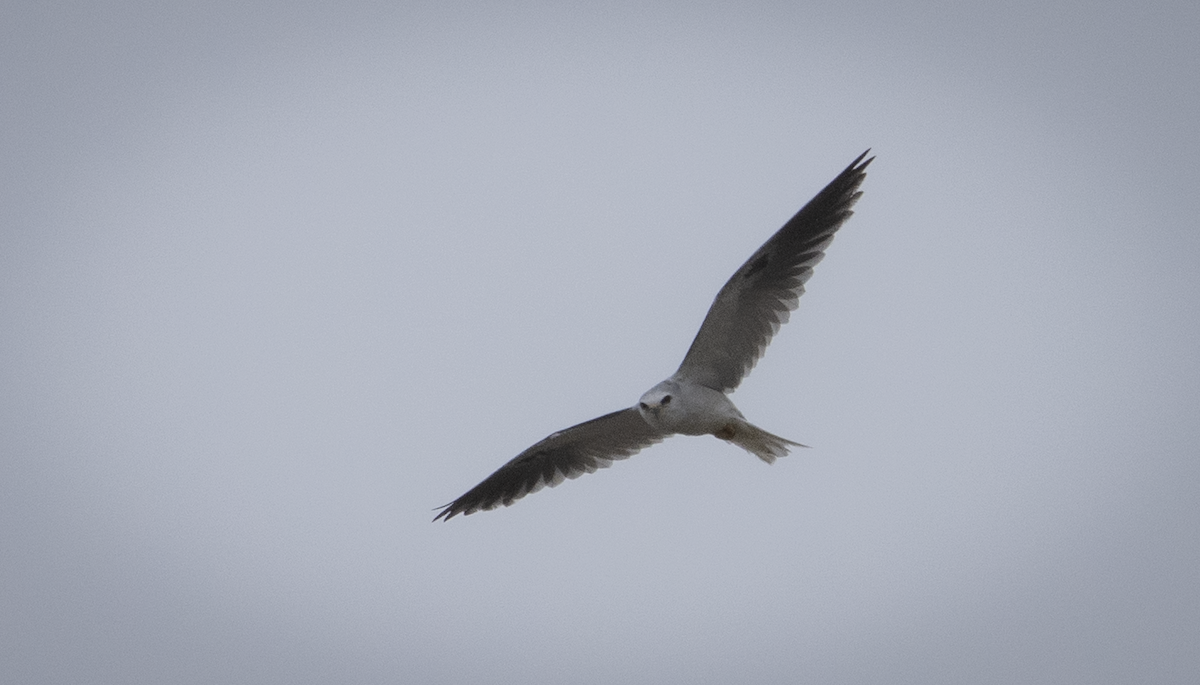 White-tailed Kite - ML589312211