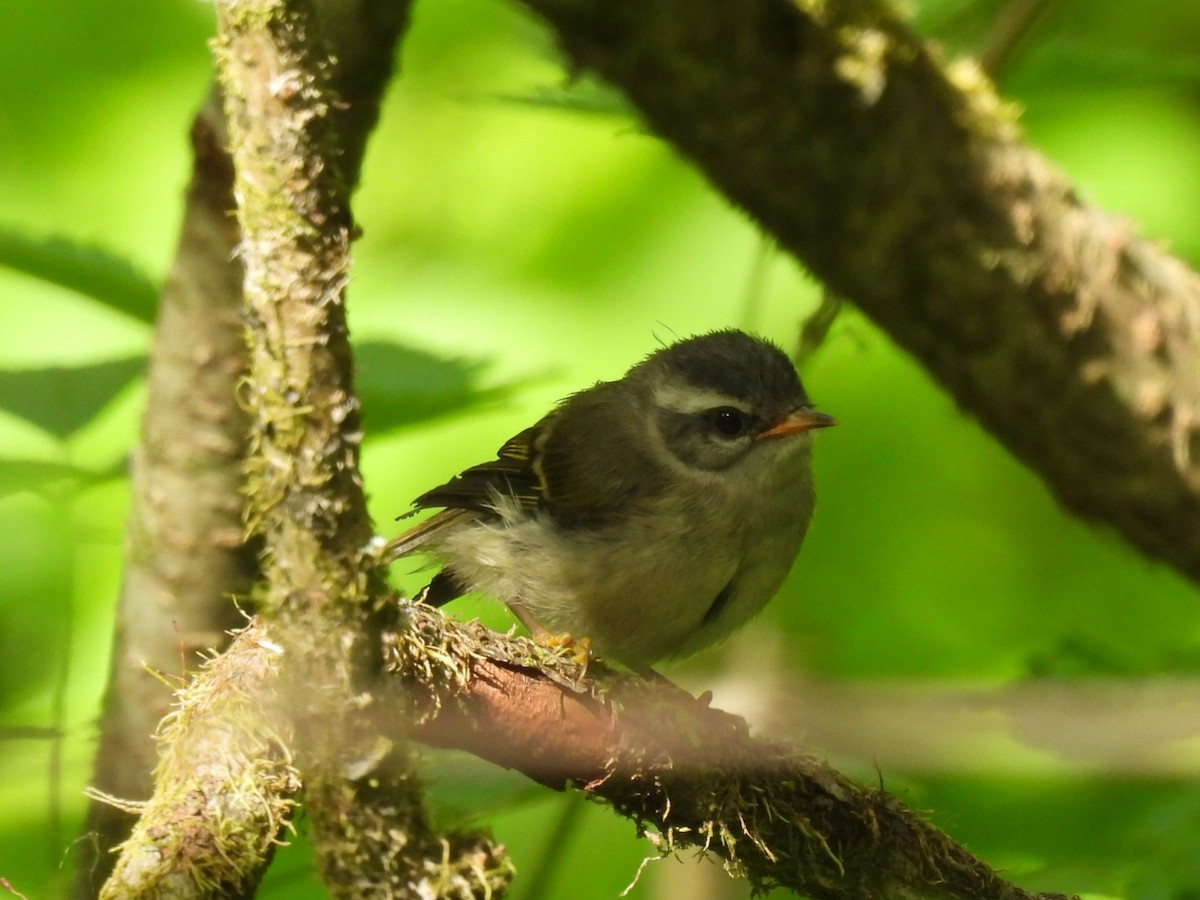 Golden-crowned Kinglet - ML589312341