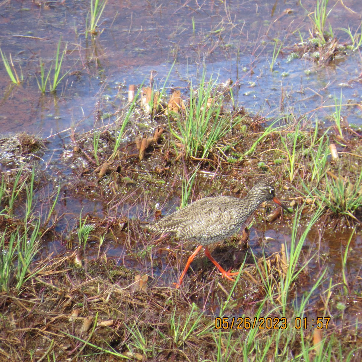 Common Redshank - ML589313191