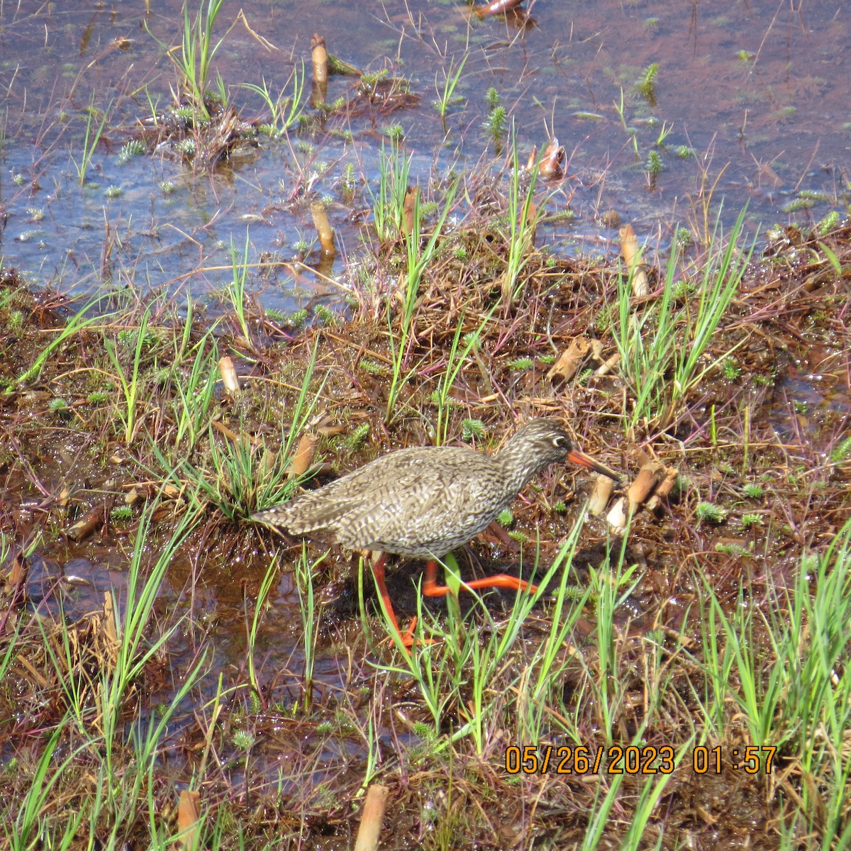 Common Redshank - ML589313201