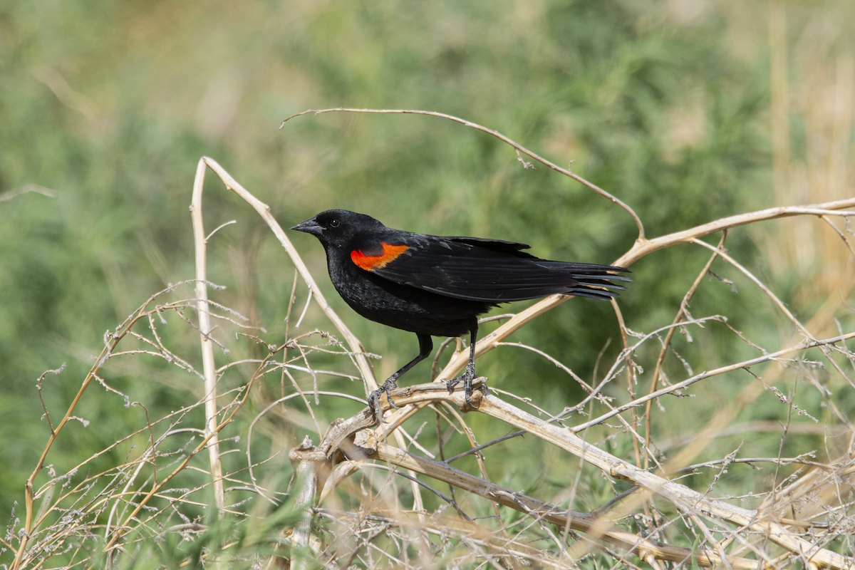 Red-winged Blackbird (Mexican Bicolored) - Alán Palacios