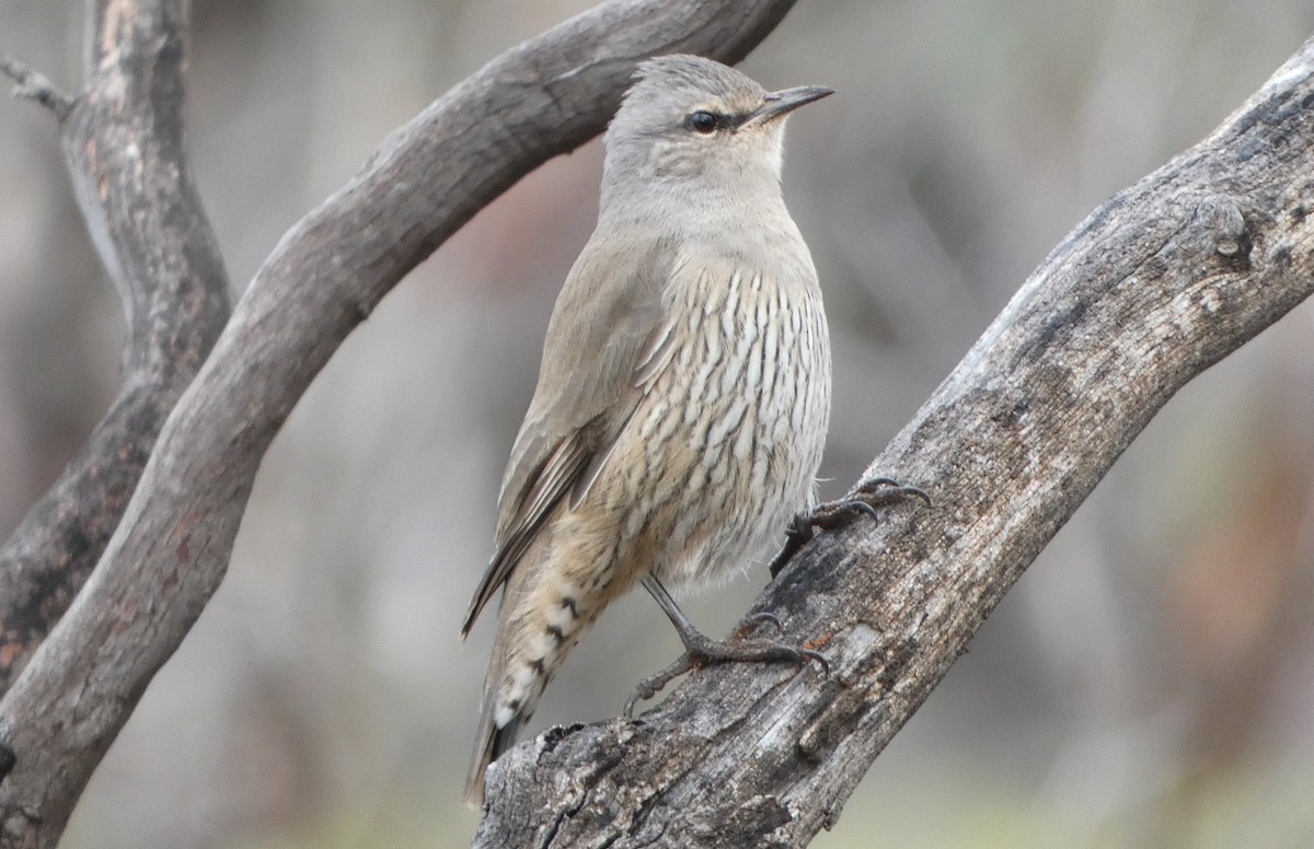 Brown Treecreeper - ML589313621